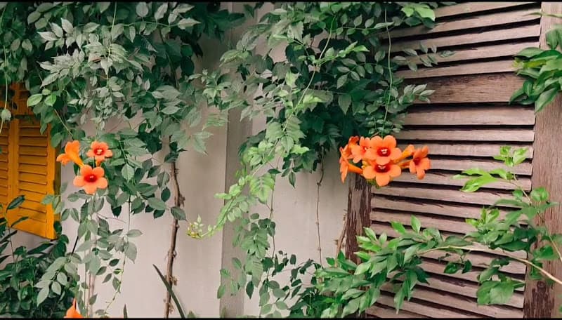 Hình ảnh O Gái Bánh Bèo - Nậm. O Bé Sáng Bún Chay - 3