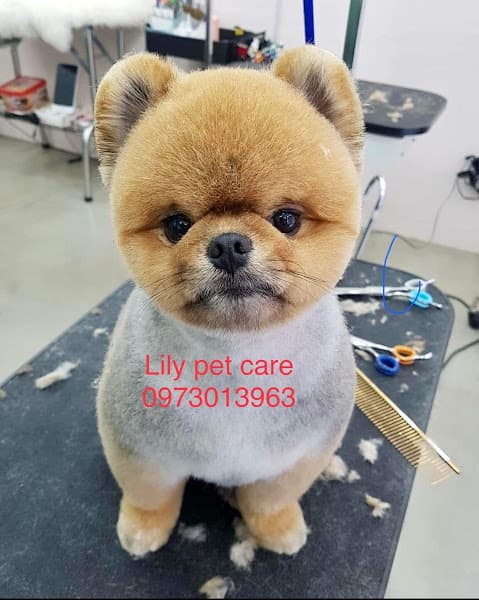 Hình ảnh LiLy Pet Care Tiệm Làm Đẹp Thú Cưng - 2