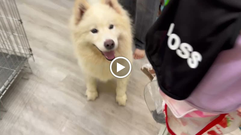 Hình ảnh Pet House - Cửa Hàng Thú Cưng - 3