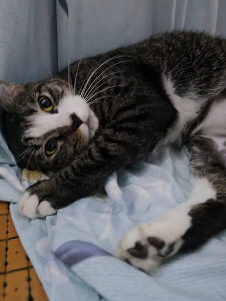 Hình ảnh Pet Home - Gia Đình & Thú Cưng BMT - 4