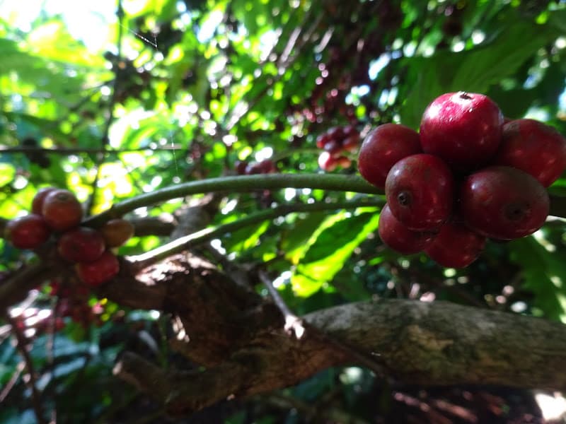 Hình ảnh DEN COFFEE - From Farm To Cup - 6