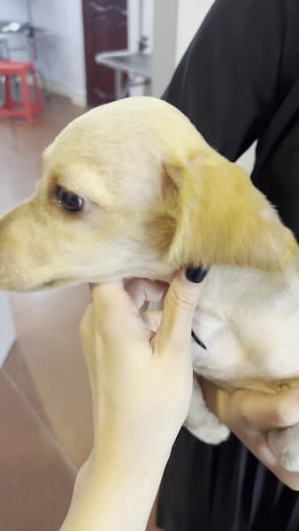 Hình ảnh Beem Pet Shop - 3