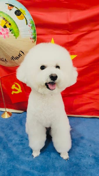 Ảnh bìa Lildan Pet - Dịch Vụ Thú Cưng Chuẩn 5 Sao