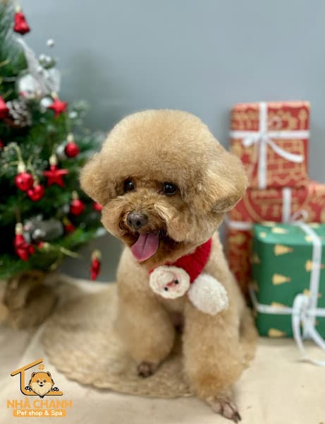 Hình ảnh Phòng Khám Thú Y CHANH VET - CAM RANH - 2