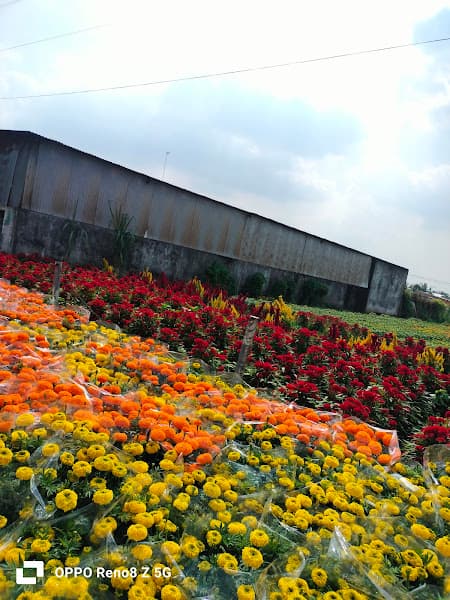 Hình ảnh Bách hoá XANH - 4