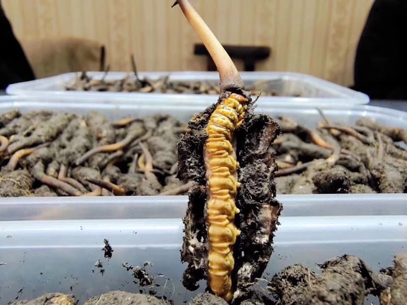 Hình ảnh Nhân Sâm Nấm Linh Chi Đông Trùng Hạ Thảo Hàn Quốc, Yến Sào Nha Trang - NHÂN SÂM GEUMSAN KOREA HÀN QUỐC - 7