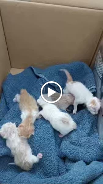 Hình ảnh Thú Y Hoàng Châu - Thú Y Dĩ An - 3