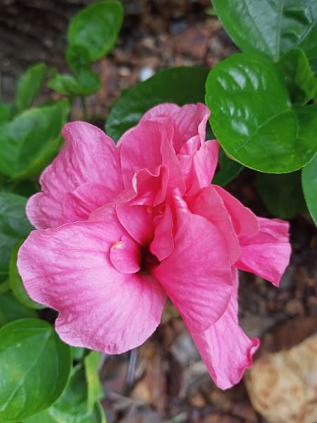 Hình ảnh YẾN SÀO ANSAN - 3