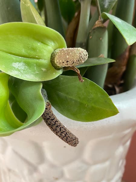 Hình ảnh VƯỜN CÂY ĂN TRÁI CHÚ BẢY- DÌ TÁM - 7