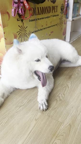 Hình ảnh DIAMOND PET - 3