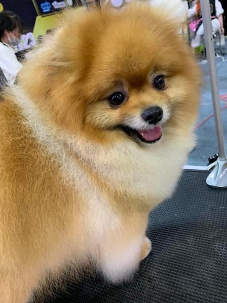 Hình ảnh Bệnh viện thú y VPET - 2