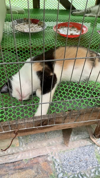 Hình ảnh Trại mèo Trang Miu - 4