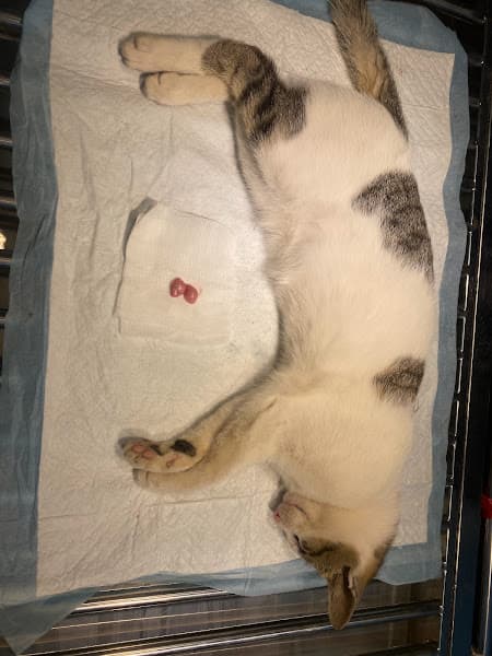 Hình ảnh Phòng Khám Thú Y H-Pet Khoái Châu - 5