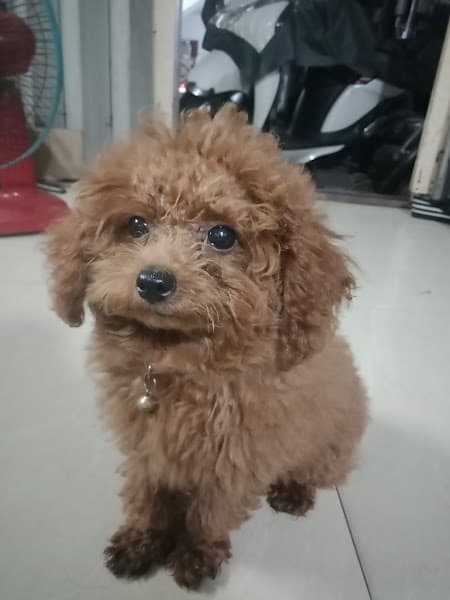 Hình ảnh Phòng Khám Thú Y Hiếu Quân - HQ PET - 3