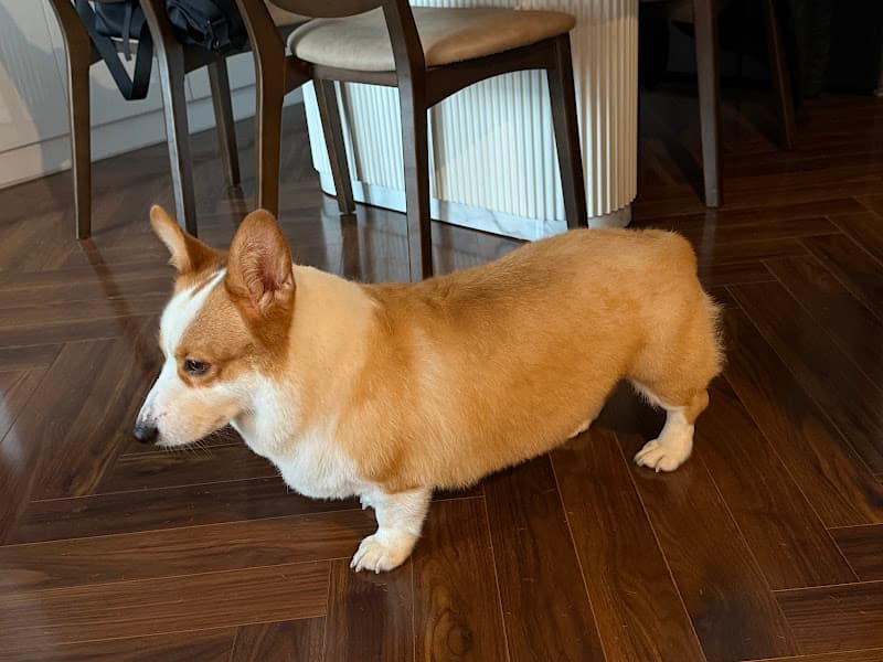 Hình ảnh Tiệm thú cưng Hachiko - 3