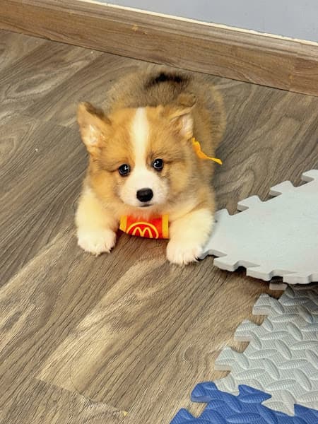 Hình ảnh Bệnh viện thú y Petshare 593 Kim Ngưu - 2