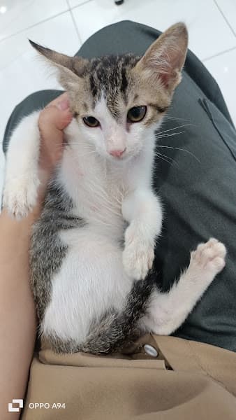 Hình ảnh Phòng Khám Thú Y CnD Pet Clinic - 4