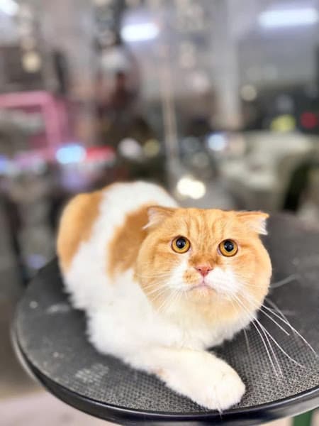 Hình ảnh Bệnh viện thú y Petshare 593 Kim Ngưu - 3