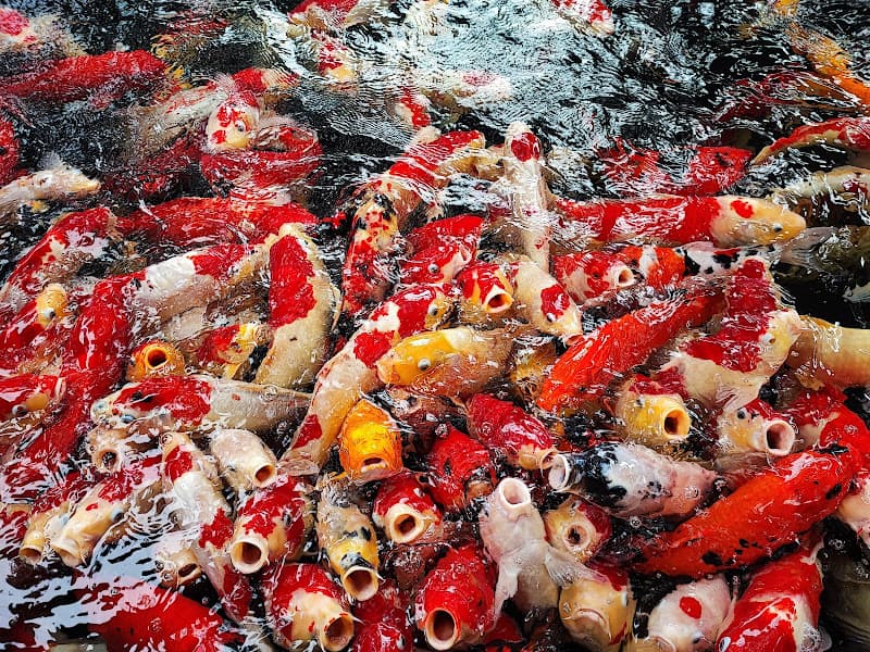 Hình ảnh Cafe Tenis paradise - 2