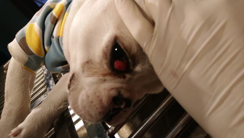 Hình ảnh Bệnh viện thú y Quận - 4