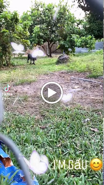 Hình ảnh Trại chó Tây Ninh - 2