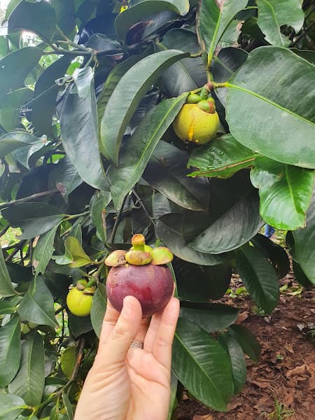 Hình ảnh Vườn Vinh Nguyệt - 4