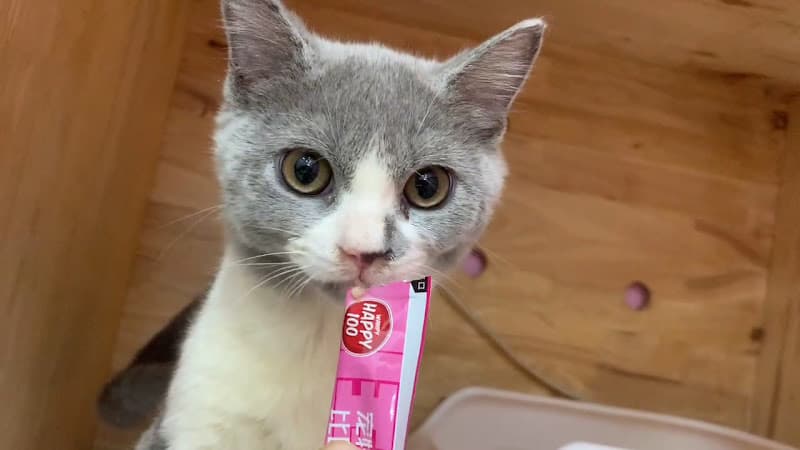 Pets & Me - Dịch vụ chăm sóc thú cưng Bến Tre