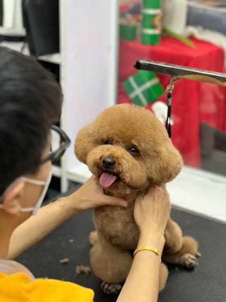 ILU PET - Tiệm Thú Cưng, Spa & Khách Sạn Chó Mèo - CS2 Tô Hiệu