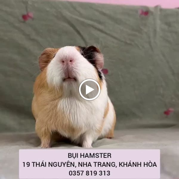 Hình ảnh BỤI Hamster Shop - 2