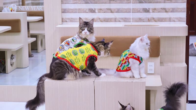 Ảnh bìa Vườn Mèo - Tiệm Mèo Ở Quê