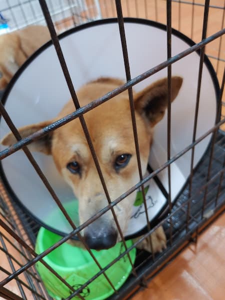 Hình ảnh Phòng khám thú y hổ pet - 2