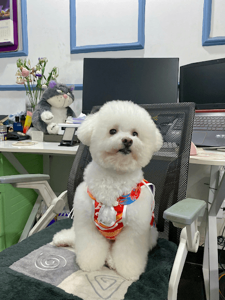 Ảnh bìa Cela Paw - 574 Điện Biên Phủ