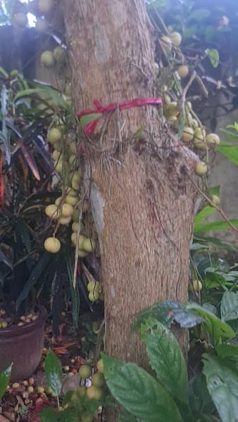 Hình ảnh Cà phê,bi da STV - 5