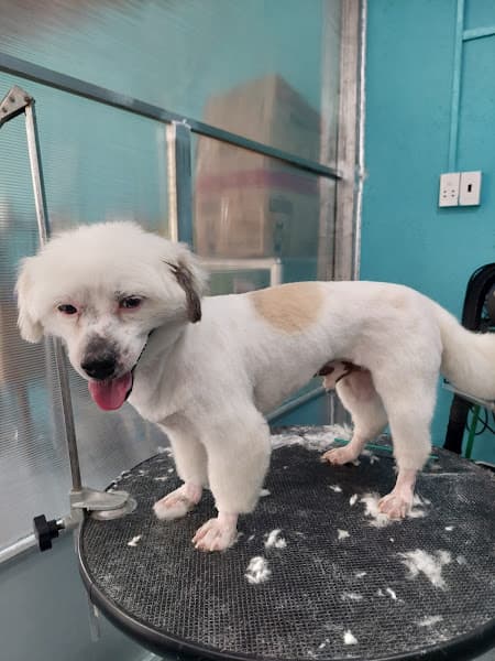 Hình ảnh PHÒNG KHÁM THÚ Y CHÓ MÈO - PET & VET SHOP EAKAR - 3