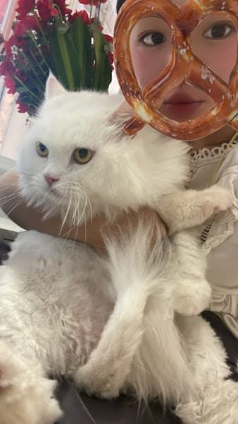 Hình ảnh Kawaii Pet Salon - 2