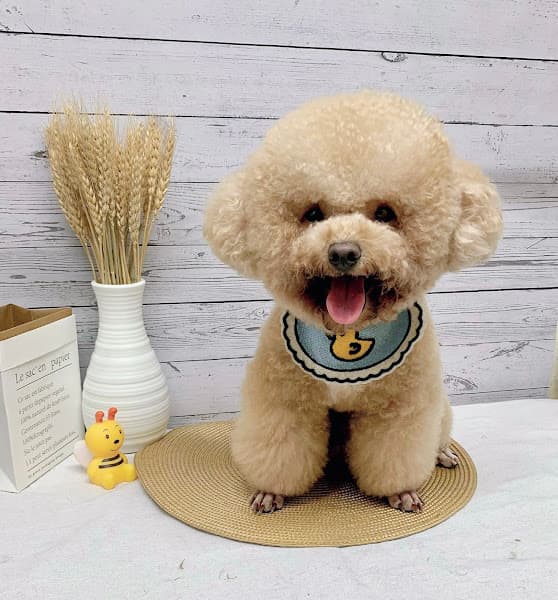 Hình ảnh GO PET SHOP- SPA GROOMING HOTEL - 3