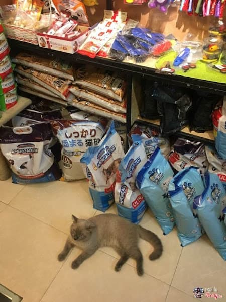 Hình ảnh MeoPet Accessories - 2