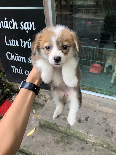 Hình ảnh 1996 Pet Shop Thái Bình - 3