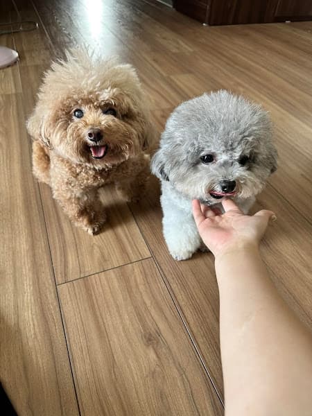 Hình ảnh Cheese Room - Tiệm chăm sóc thú cưng - 2