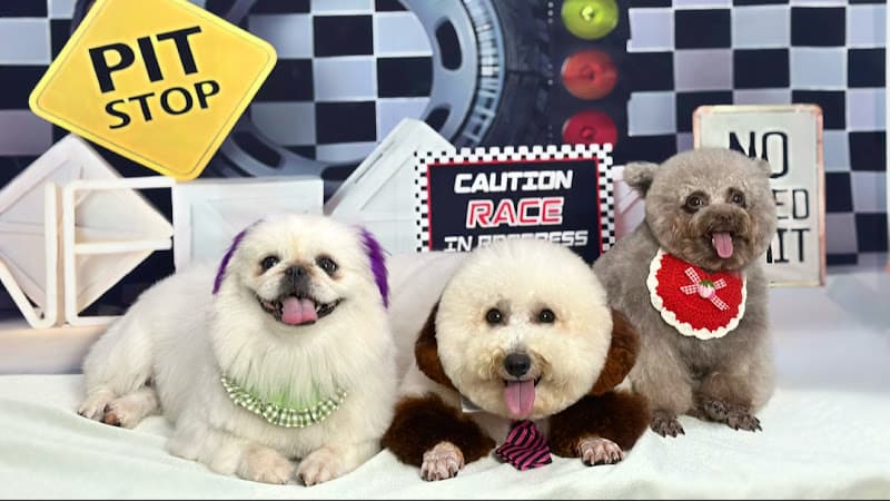 Bông Pet House - Spa Thú Cưng Tiểu Cần