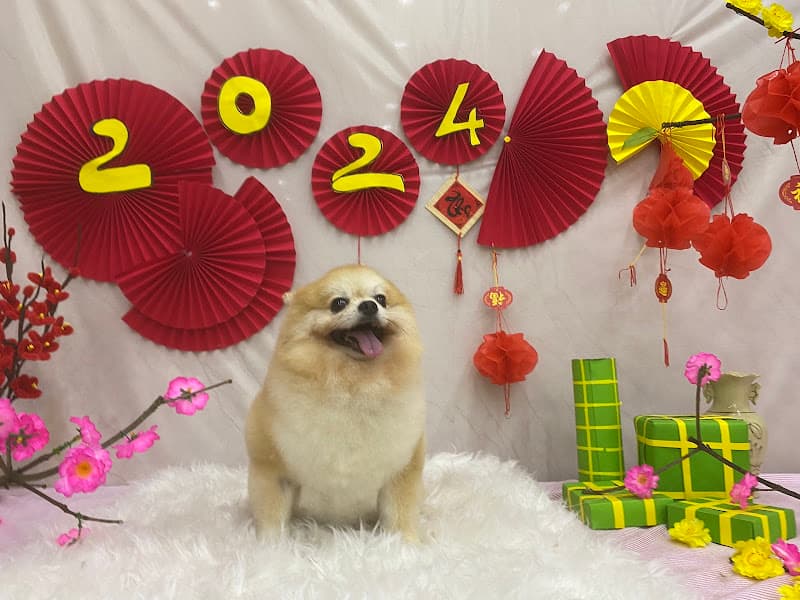 Ảnh bìa PHÒNG KHÁM THÚ Y ĐÔNG HÀ CITY PET QUẢNG TRỊ