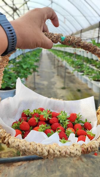 Hình ảnh Vườn Dâu B-Farm Đà Lạt - 4