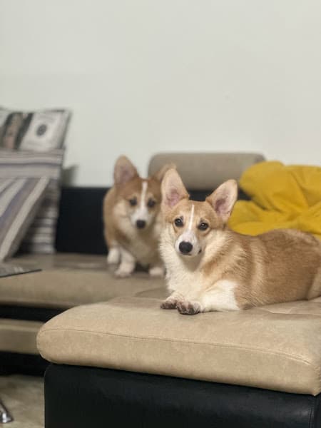 Hình ảnh PINE PET STORE - dịch vụ thú cưng Đà Lạt - 2