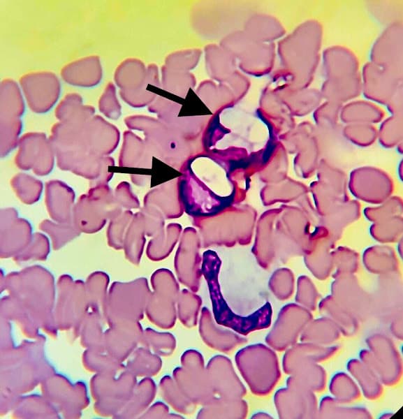 Hình ảnh Bệnh Viện Thú Y OKADA Pet Hospital - 3