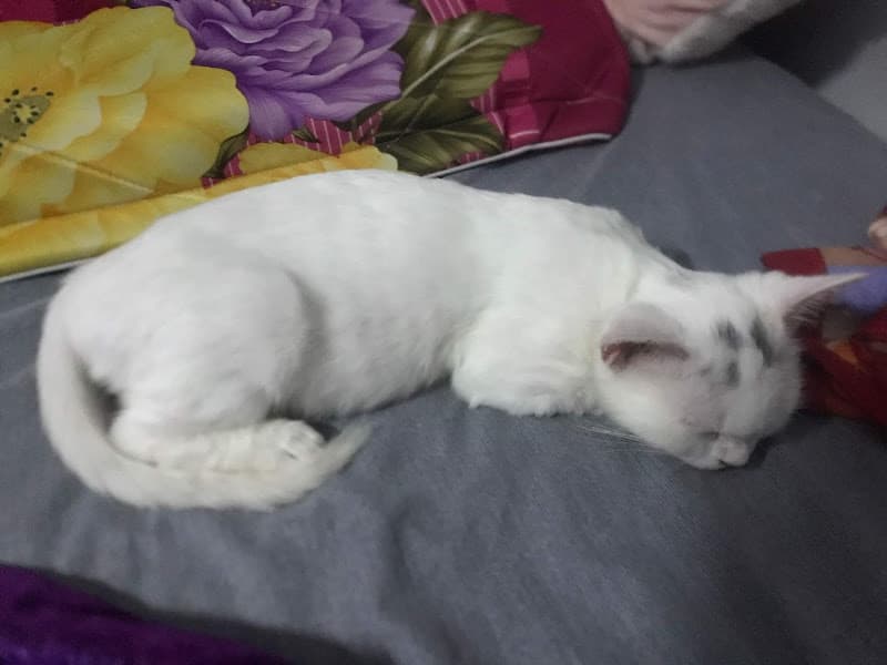 Hình ảnh Thú Y - Thú Cưng HỒNG LAM- Buôn Ma Thuột - 2