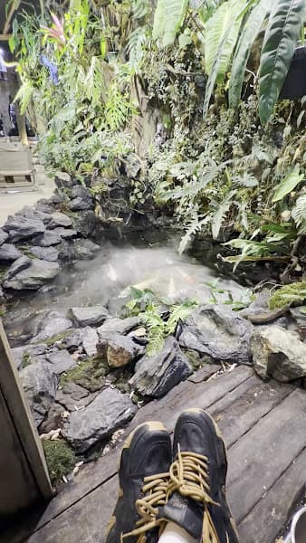 Hình ảnh Cây Café - 2