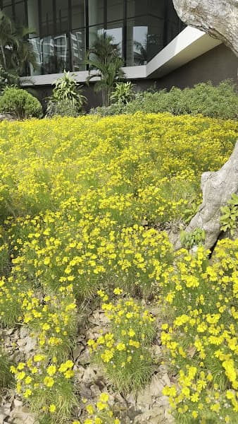 Hình ảnh Sân Pickleball và Tennis FLC Sầm Sơn - 4