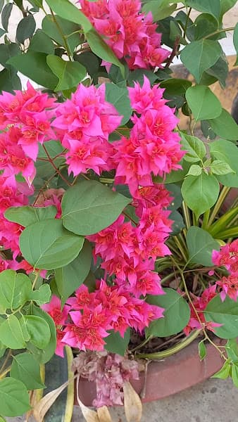 Hình ảnh Karaoke NHƯ Ý - 2