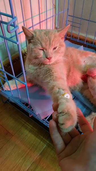 Hình ảnh SAOvet Hải Phòng - 7