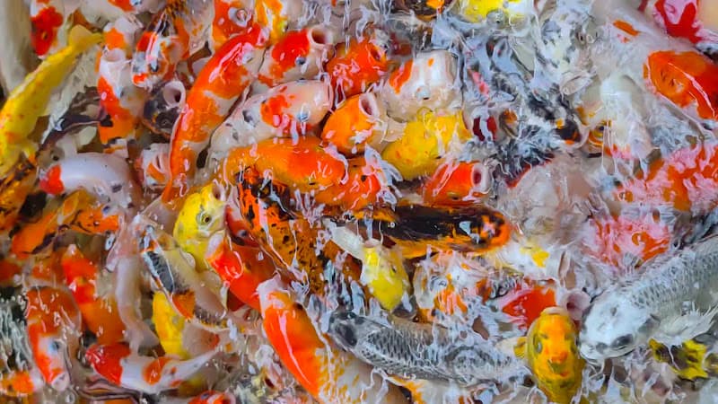 Hình ảnh Queen Coffee Cá Koi - 2